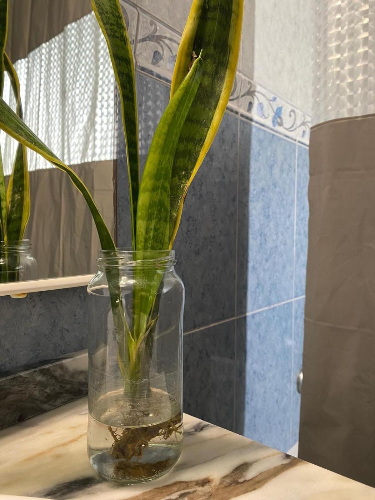 Luz'S Retreat Apartment Ponta Delgada  Ngoại thất bức ảnh